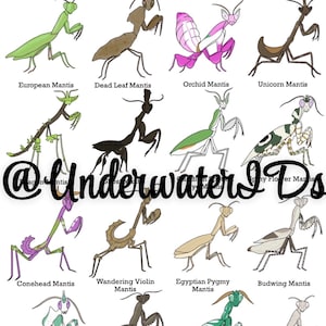 Mantis Species ID Wall Art Print: Pet Mantis Identification (A4) (buy ...