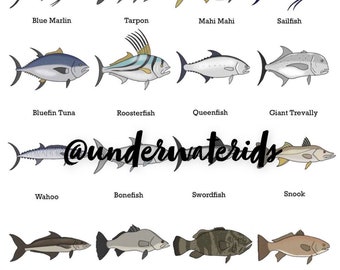 Lámina de identificación de peces de agua salada: Guía de especies de pesca (compra uno y llévate otro gratis)