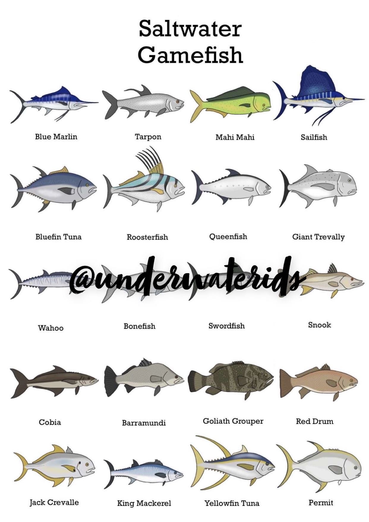Fish ID Posters Saltwater Game Fish buy One Get 2 Free Popular Fishing