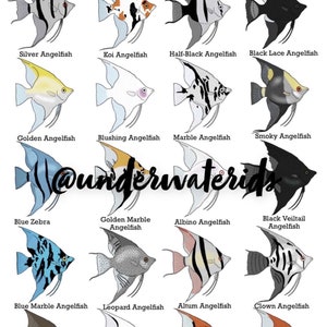 Fisch-ID-Wandkunst - Süßwasser-Kaiserfisch (Kaufen Sie einen und erhalten Sie jeden weiteren Druck kostenlos!) Aquariumdekoration, ideal zum Identifizieren von Haustierfischen.