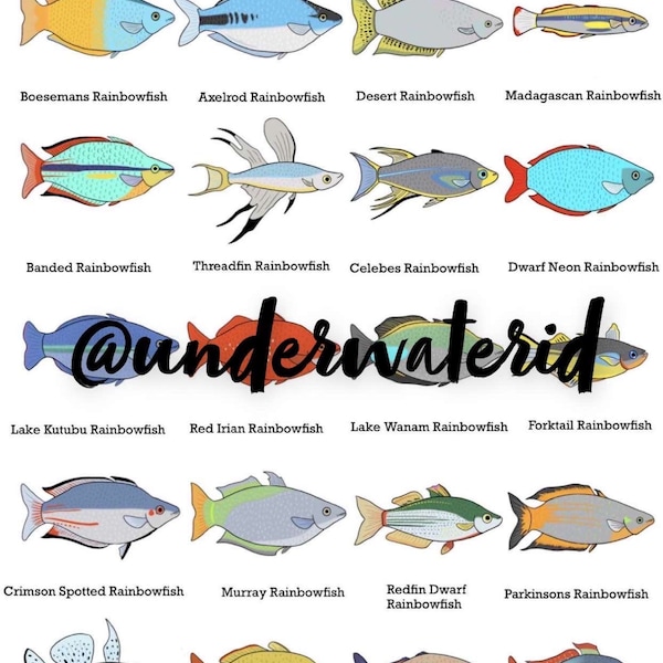 Fish ID posters- Rainbowfish (Buy one get 2 free!) Fishtank decoration, great for ID’ing pet fish.