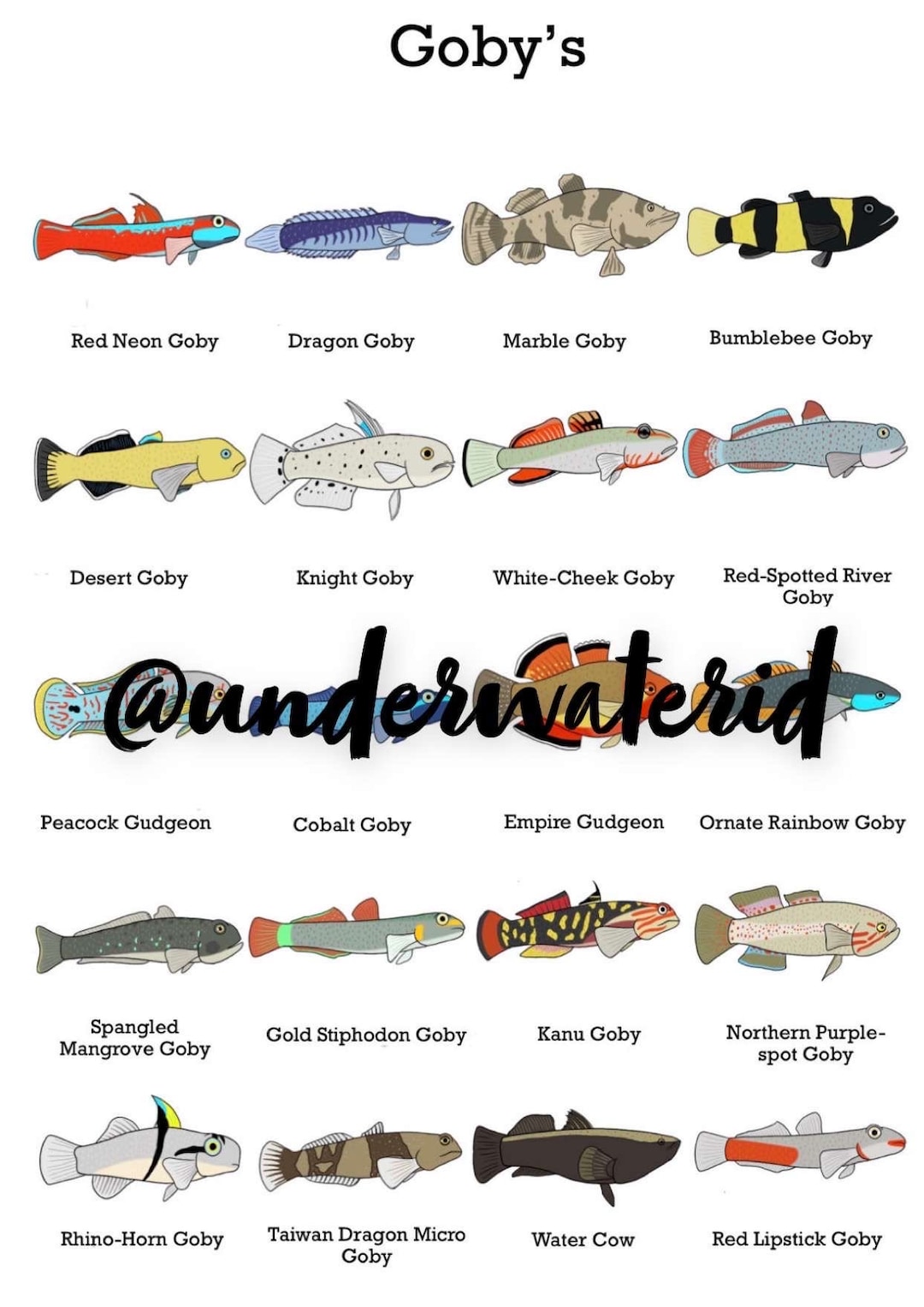 Fish ID Posters Freshwater Gobys buy One Get 2 Free Fishtank Decoration ...