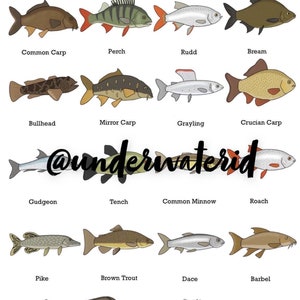 May include: An illustration of 14 different types of freshwater fish found in the UK. The fish are depicted in a cartoon style with their names listed below each image. The names include Common Carp, Perch, Rudd, Bream, Bullhead, Mirror Carp, Grayling, Crucian Carp, Gudgeon, Tench, Common Minnow, Roach, Pike, Brown Trout, Dace, Barbel, Rainbow Trout, European Eel, Three-Spined Stickleback, and Chub.