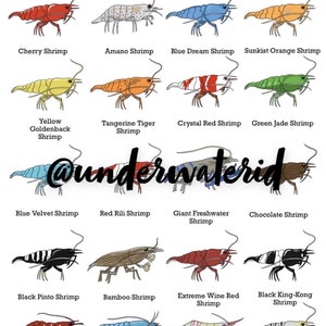 Fisch-ID-Wandkunst - Süßwassergarnelen (Kaufe einen und jeder weitere Druck ist gratis!) Behältnisdekoration, ideal zum Identifizieren von Haustierfischen.