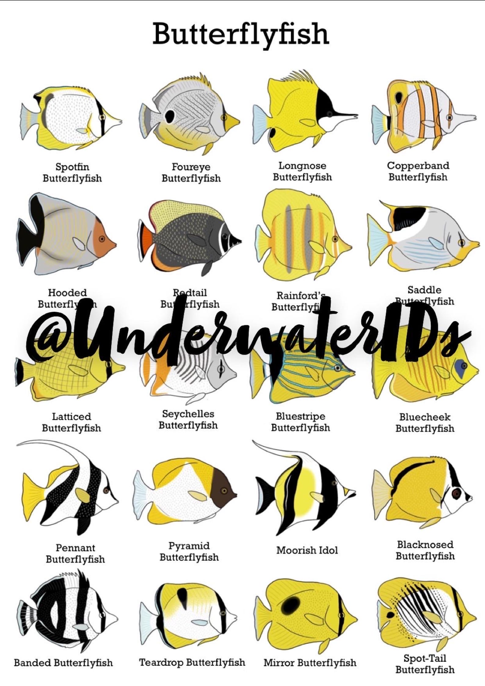 Fish ID Posters Butterflyfish buy One Get One Free Fishtank Decoration ...