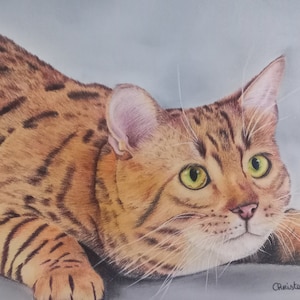 Ginger cat