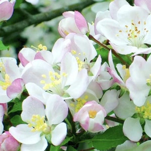 May include: Close-up of white and pink apple blossoms. The delicate petals have a soft pink blush at the edges, surrounding a yellow centre with visible stamens. Green leaves and stems provide a natural backdrop.