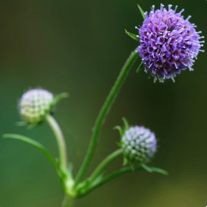 May include: A detailed shot of a purple flower head with a ball-like shape, set against a blurred green backdrop. The flower is supported by a green stem, with buds and leaves visible. The petals are densely arranged.