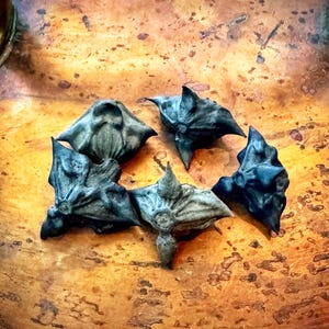 25 Devil Pod Seeds, Spike Nuts, Bat Nuts, Crafting, Beading, Spiritual