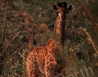 Young Giraffe In Africa