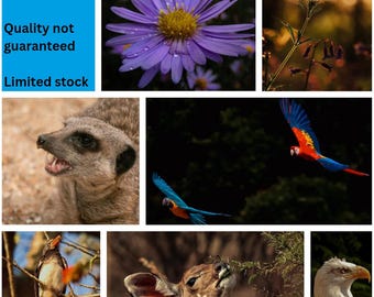 Discounted Photo Prints: White Card Mounted 10x8