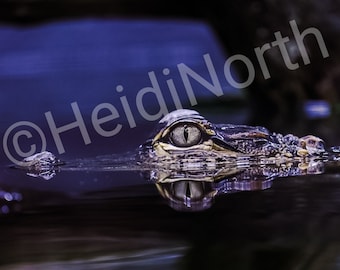 American Alligator Photo Print: Wildlife Photography (10x8)