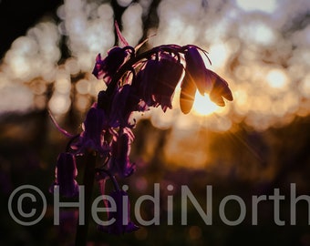 Bluebell Photo Print: Spring 2024, Mounted 10x8 inches