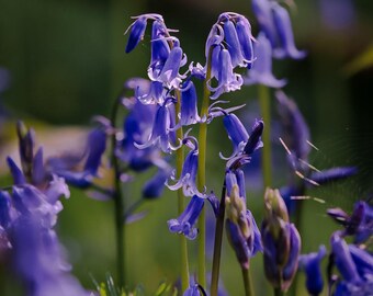 Bluebells in the Spring