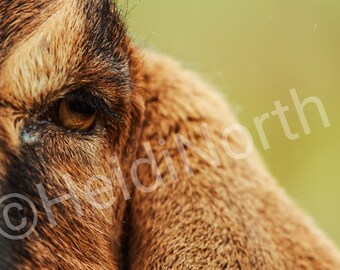 Anglo-Nubian Goat Photo: Mounted Print (10x8)
