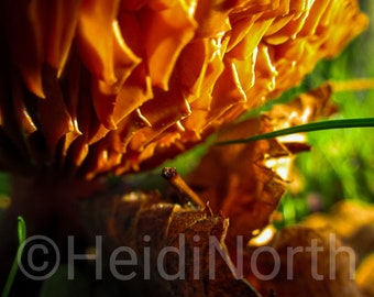 Underneath a Vivid Mushroom