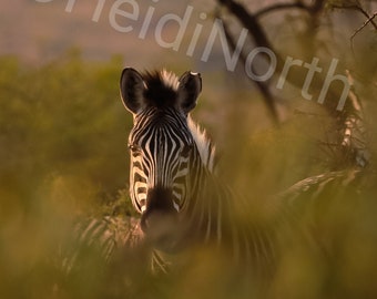Zebra In Africa