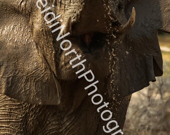 Elephant Playing in Water