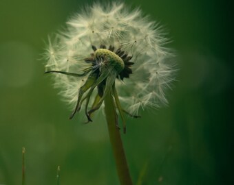 Dandelion Clock Photo Print: Mounted 10x8 Springtime Art