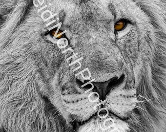 Lion Portrait Photo Print: South African Wildlife (10x8 Mounted)