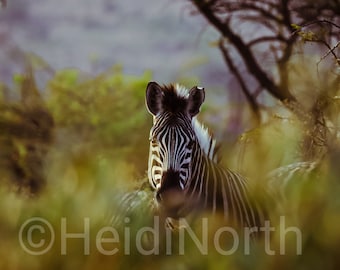 Zebra In Africa