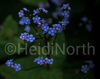 Forget Me Not Flowers