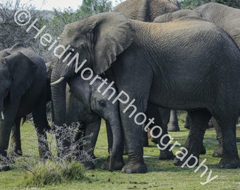Elephant Family Photo Print: South Africa Wildlife, Mounted 10x8