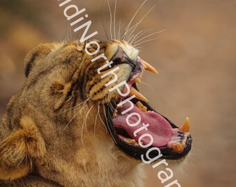 Lioness Yawning Photo Print: South Africa Wildlife, Mounted (10x8)