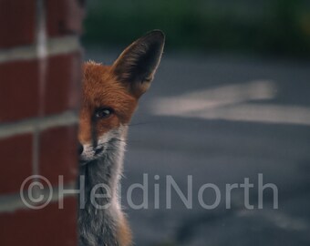 Urban Fox Photo Print: Summer 2023, Mounted 10x8