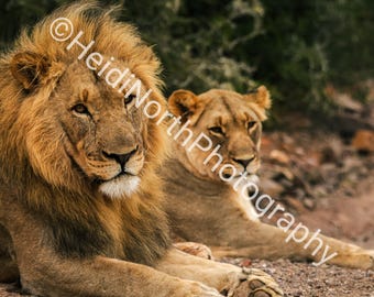 Lion and Lioness