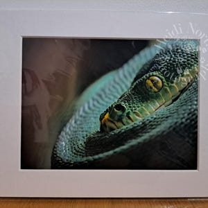 Op de afbeelding: Een close-up van een groene slang met een geel oog, opgerold in een donkere omgeving.