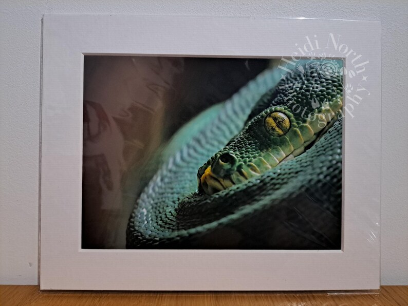 Op de afbeelding: Een close-up van een groene slang met een geel oog, opgerold in een donkere omgeving.