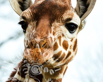 Giraffe Photo Print: ZSL Whipsnade Zoo, Mounted 10x8