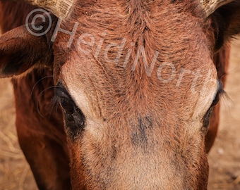 Zebu Photo Print: Mounted 10x8 inch Animal Portrait