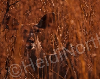 Female Kudu In Africa