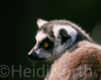 Ring Tailed Lemur