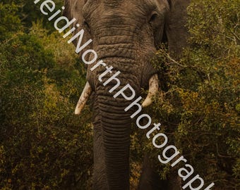Elephant Emerging from the Bush