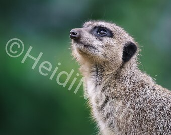 Meerkat Photo Print: Marwell Zoo Animal Portrait (10x8" Mounted)