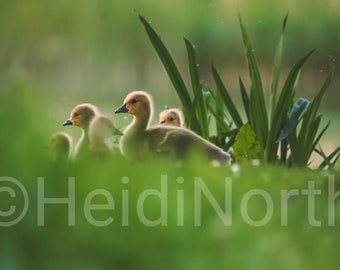 Canada Geese Chicks