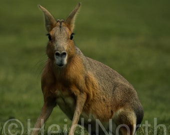 Mara Photo Print: Autumn Wildlife Art, ZSL Whipsnade Zoo