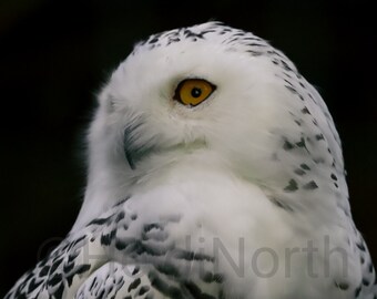 Snowy Owl Photo Print: Autumn Bird Portrait (10x8) Mounted)