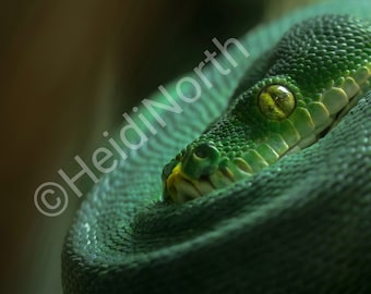Green Tree Python