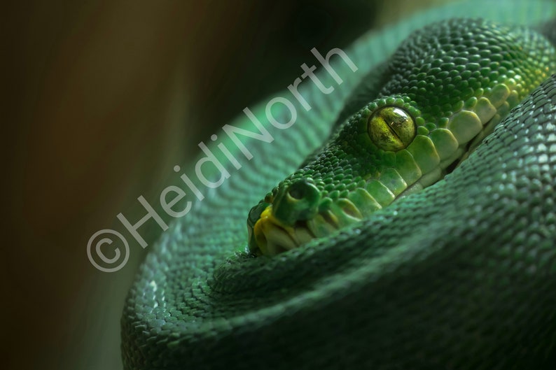 Op de afbeelding: Close-up van een groene slang met een geel oog, opgerold in een spiraal.