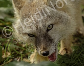 Corsac Fox Photo Print: Mounted Wildlife Photography (10x8)
