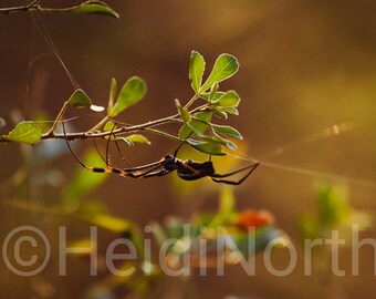 Golden Orb Spider In Africa