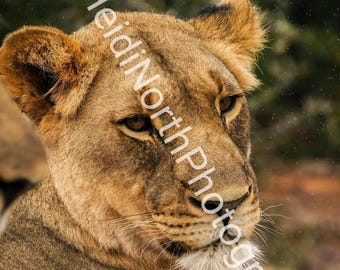 Lioness Portrait: South Africa Wildlife Photography (10x8 Mounted Print)