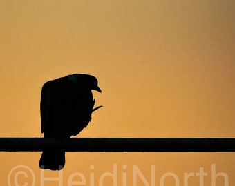 Pigeon in a Sunset
