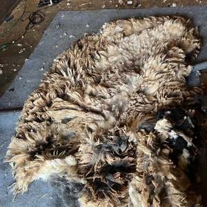 Jacob Sheep Raw Wool (Sheep Name: Serena)