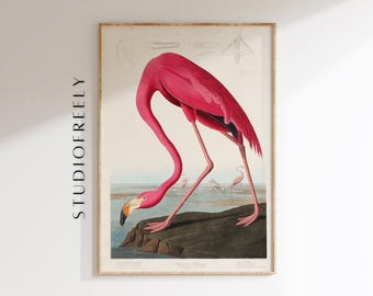 May include: A vintage illustration of a pink flamingo standing on a rock with its head bent down to drink water. The illustration is in a wooden frame.