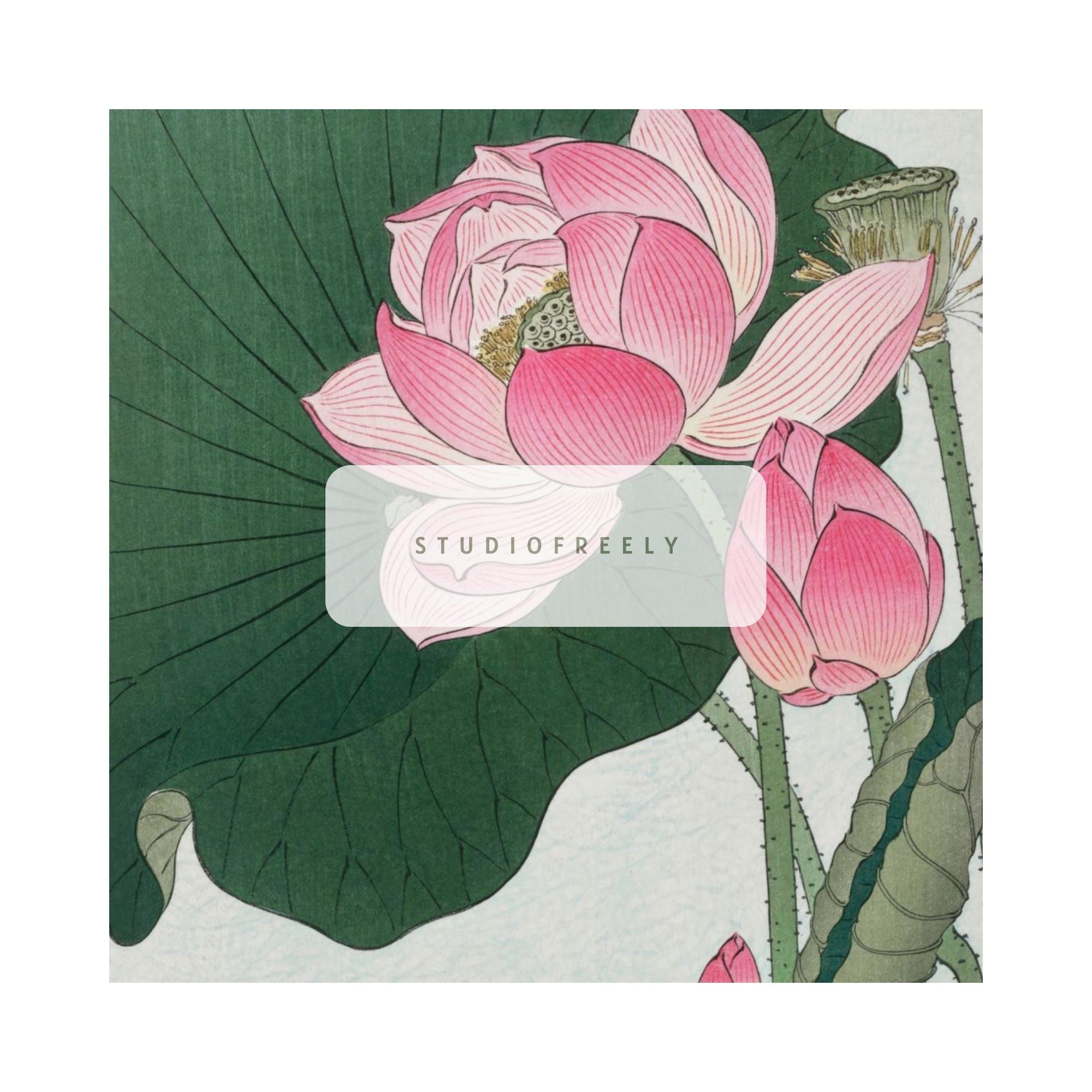 小原古邨（1877-1945）作「蓮の花の咲く図」（1920-1930年）｜美術館級